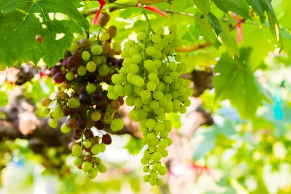 Fresh vineyards,Grape farm. — Stock Photo, Image