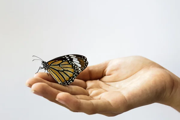 Woman hand holding a beautiful butterfly . — Stock Photo, Image