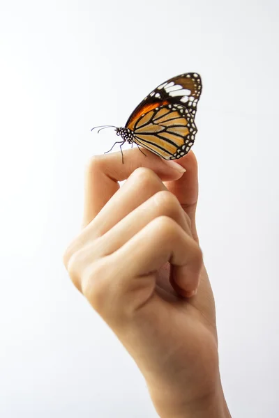 Hermosa mariposa sentada en la mano chica . — Foto de Stock