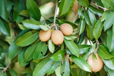 sapodilla meyve.