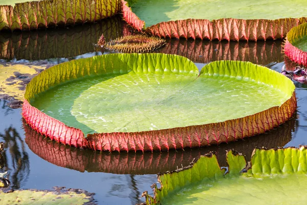 Nénuphar géant Victoria . — Photo