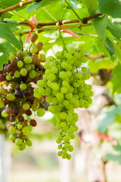 Granja de uva, Viñedos verdes frescos . — Foto de Stock