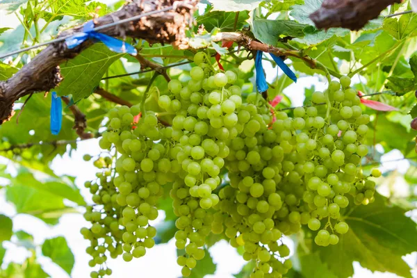 Granja de uva, Viñedos verdes frescos . — Foto de Stock