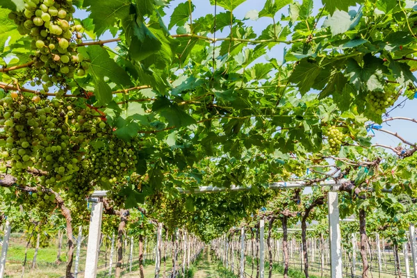 Granja de uva . — Foto de Stock