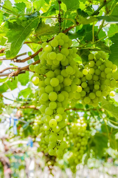 Viñedos verdes frescos . — Foto de Stock