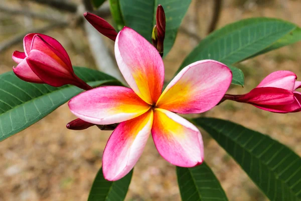 Plumeria ou frangipani. — Photo