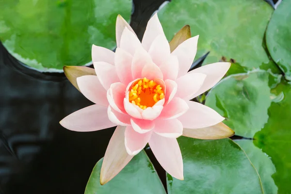 Fleur de lotus rose. — Photo