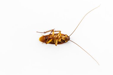 ölü Hamam böceği.