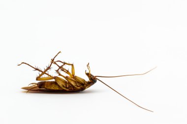 ölü Hamam böceği.