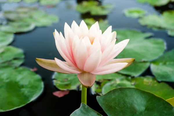 Flor de loto rosa. — Foto de Stock