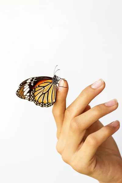 美しい蝶少女の手の上に座って. — ストック写真