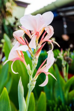canna spp. ve Melez.