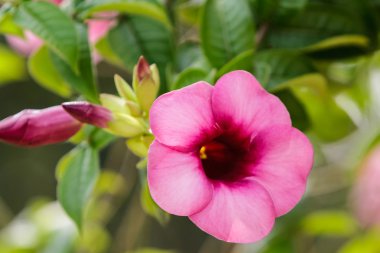 Saritaea magnifica Duyand.