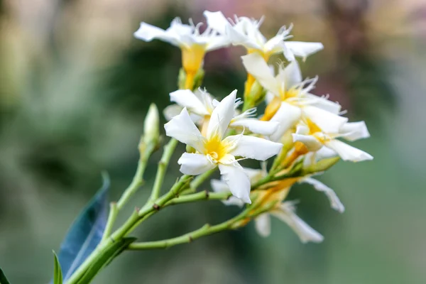 Nerium oleander L — Stockfoto
