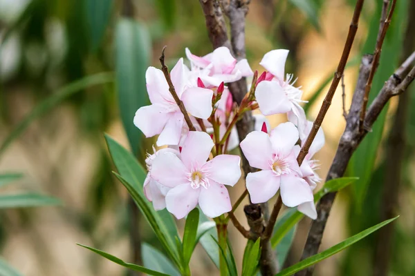 Nerium oleander L. — Stockfoto
