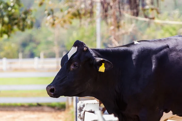Holstein Friesian cow. — Stock Photo, Image