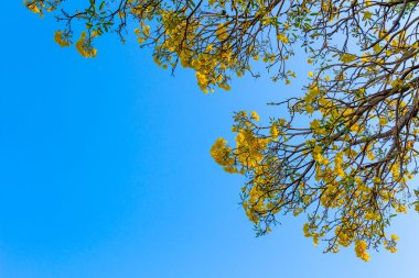 Gümüş trompet ağaç, altın, Paraguaylı gümüş trompet tre ağacı