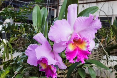 Orkide çiçek, pembe cattleya orkide çiçek.