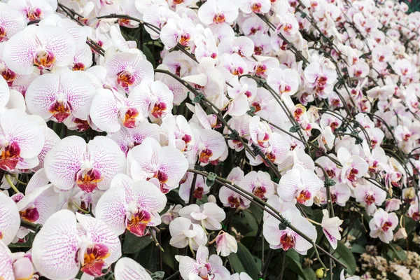 Phalaenopsis, kvetoucí orchidej květina. — Stock fotografie