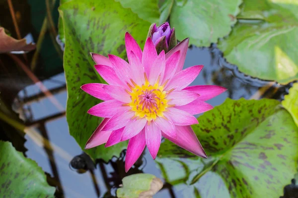 Flor de loto rosa o flores de lirio de agua . — Foto de Stock