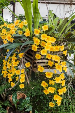 Orkide türü sarı turuncu dendrobium lindleyi. 