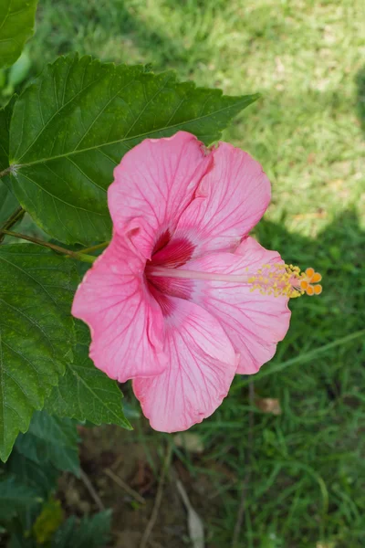 Una flor de hibisco rosa. —  Fotos de Stock