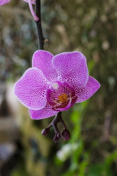 Phalaenopsis,blooming orchid flower. — Stock Photo, Image
