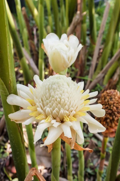 Vit fackla ingefära blomma (etlingera palmliknande). — Stockfoto