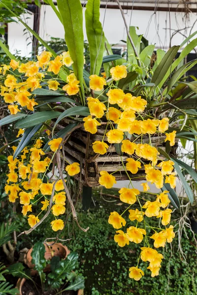 Druhů orchidejí dendrobium žluté oranžové lindleyi. — Stock fotografie