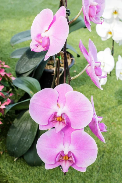 Phalaenopsis, Orchideenblume. — Stockfoto