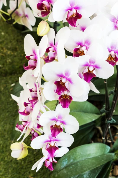 Phalaenopsis orchidej květina. — Stock fotografie