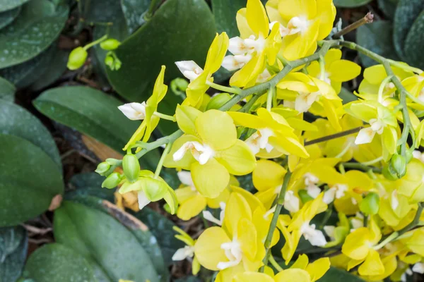 Phalaenopsis orchidej květina. — Stock fotografie