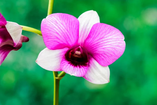 Vakker lilla orkideen blomst. – stockfoto