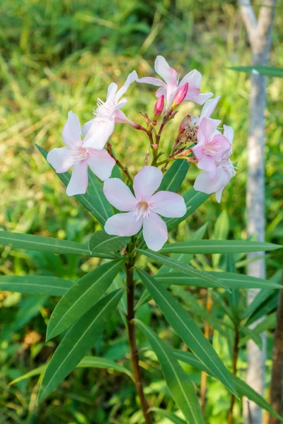 Nerium oleander L. — Stock Photo, Image