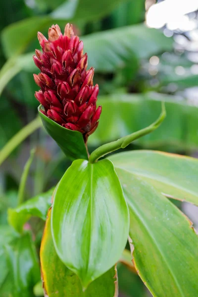 ゲットウにともなって、赤の熱帯の花. — ストック写真