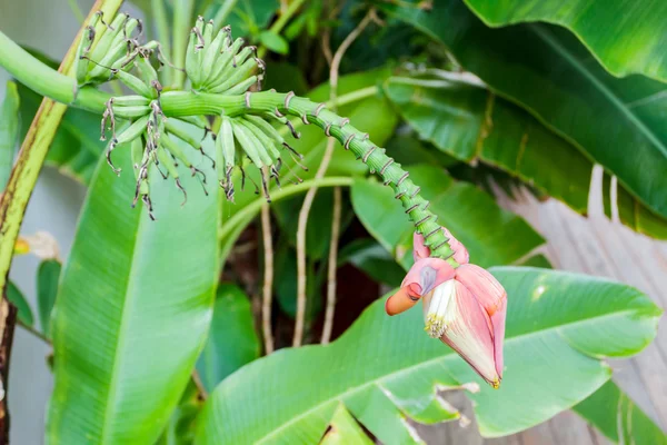 Pink little banana flower. — Stock Photo, Image