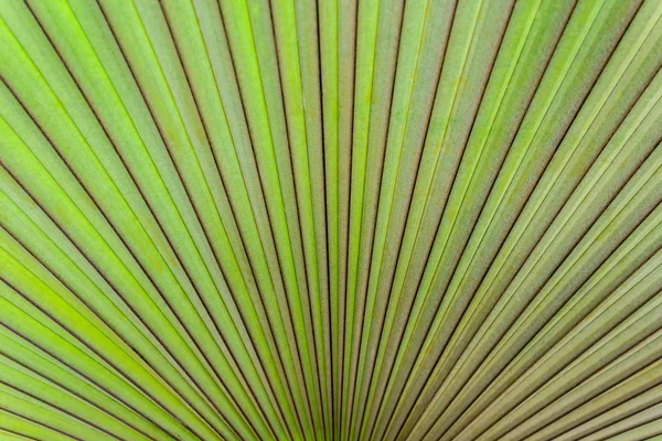 Closeup with texture of palm leaf. — Stock Photo, Image