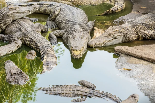 Big wildlife crocodiles . — Stock Photo, Image