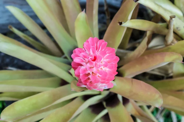 Aechmea fasciata, bromeliad Pembe çiçek çiçek. — Stok fotoğraf