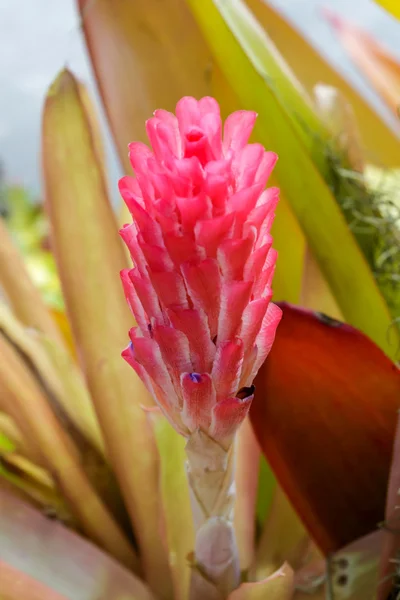 Aechmea fasciata, bromeliad Pembe çiçek çiçek. — Stok fotoğraf