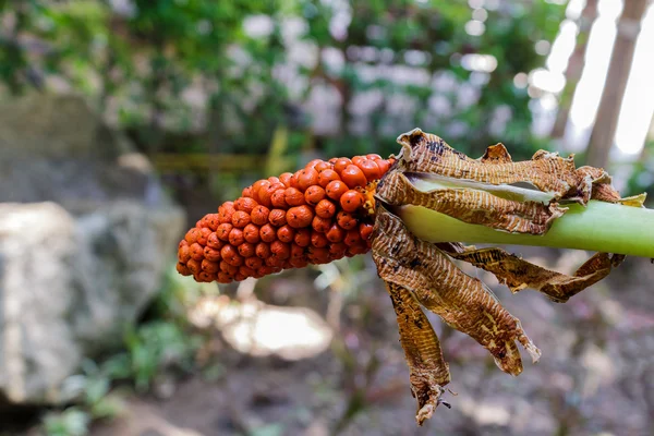 Seed of Homalomena aromatica,Poisonous Tree. — Stock Photo, Image