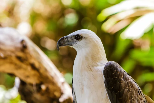 White hawk. — Stock Photo, Image