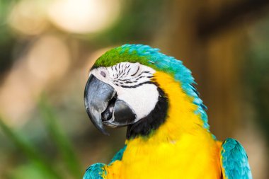 papağan Amerika papağanı.