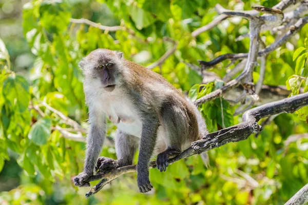 Macaco.. — Fotografia de Stock