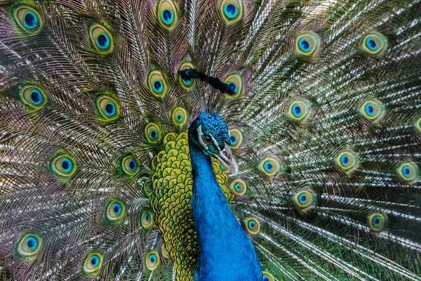Parlak renkli tavuskuşu. — Stok fotoğraf