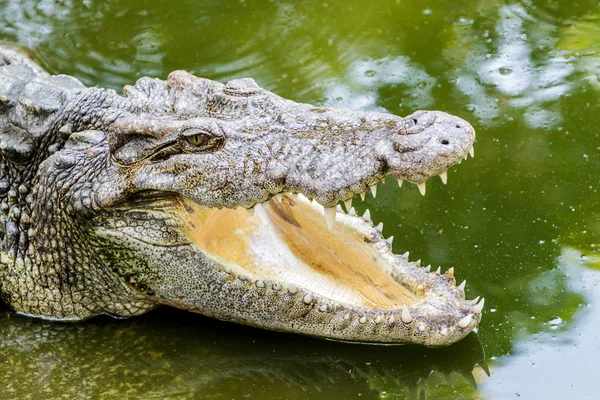 Close up of header crocodile. — Stock Photo, Image