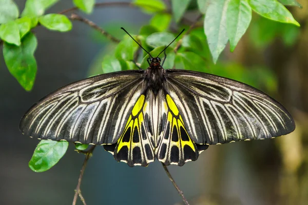 Golden Birdwing butterfly. — Stock Photo, Image