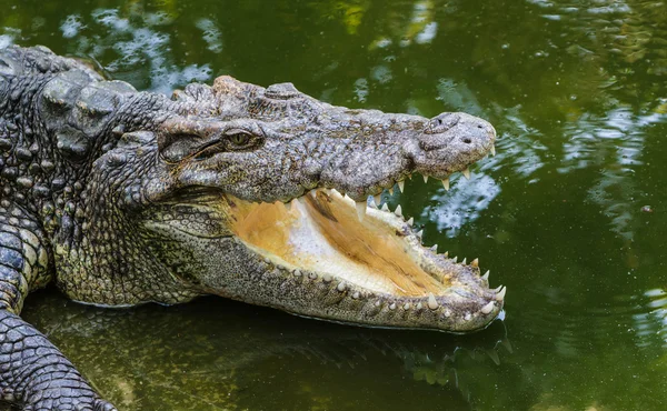 Close up of header crocodile. — Stock Photo, Image