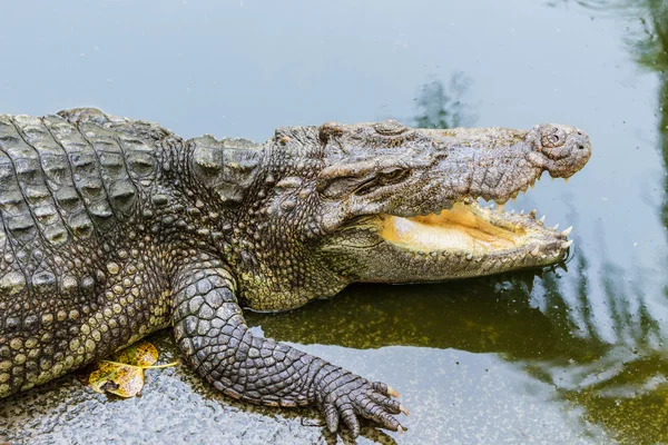 Close up of header crocodile. — Stock Photo, Image