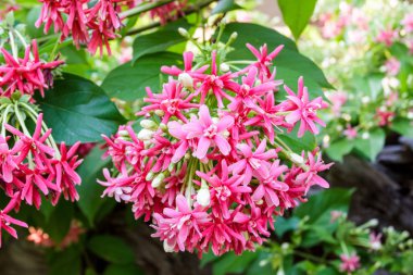 Pembe çiçek quisqualis indica.